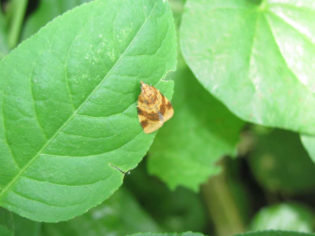 Epagoge grotiana (Tortricidae)?